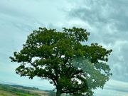 セブンスターの木