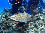 カメに会えました！