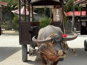 乗せてくれたニーランちゃん