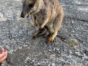 ロックワラビー