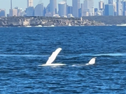 ぺックスラップ