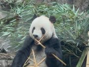 北京動物園のパンダ