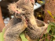 オプションツアーでのみ柵内に入れます。