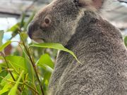 オプションツアーでは裏方にいるコアラも見せてもらえます。