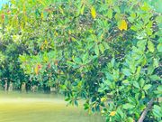 タコさんウィンナーの形をした花