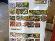 高山植物の写真が