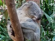 キュランダ村のコアラガーデンで