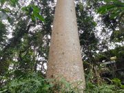 スカイレールのRED PEAK駅で散歩