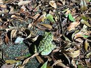 大きなオキナワイシカワガエルと遭遇！