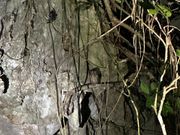 遠いけどリュウキュウコノハズク