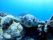 ウミガメ