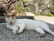 猫村の猫