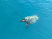 船から見たウミガメ