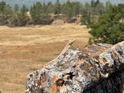 ヒエラポリス北門の先住民（ヒエラポリス•パムッカレ）