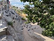 飛び立つ前の鳩（鳩の谷）