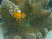 シーウォーカー