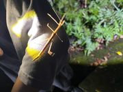 大きなナナフシに出会い、大喜びでした