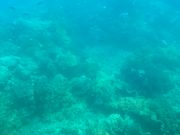 海中を見ることが出来る船から撮ったサンゴと魚たち