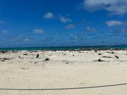 ミコマスケイ本土