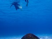 ラッキー亀が見れた！