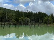 期待した程、青くないです。