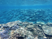 この澄んだ水！