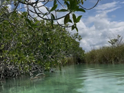 シアン・カアン