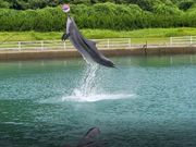 壱岐イルカパーク＆リゾート