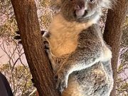 カメラ目線の美コアラ