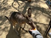 おやつ大好きカンガルー