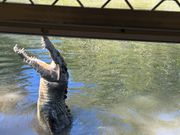 ご飯ちょーだい