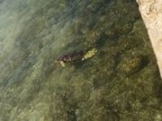 泳いでいる亀ちゃん。