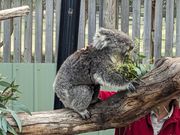 お昼ご飯を食べるコアラ
