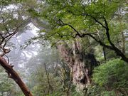 迫力満点の縄文杉🌲