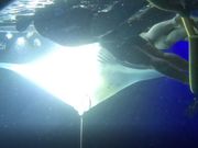 マンタの宙返り