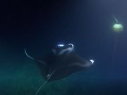 水中を飛ぶマンタ