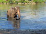 川の中から登場でかわいい