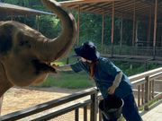 ゾウのエサづくり体験→直接あーん