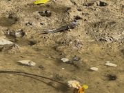 途中で浅瀬に寄ってもらって激写した飛びハゼです！蟹とか魚とか飛びハゼですとか生き物をたくさん見れた！