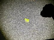 綺麗なカエル。