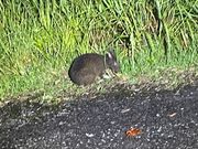 のーんびりな黒うさぎ。