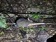 逃げているかと思えば食べている⁈