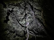 参加者の1人が、「あっ！フクロウ🦉」