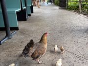 にわとりの親子