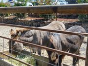 Cline Family Cellersのロバさん
池には亀さんも泳いでます