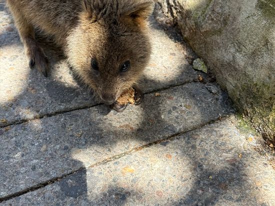 へっぽこ、ロットネスカノコ へっぽこ、ロットネスカノコ Vlog] Trip to Rottnest Island to