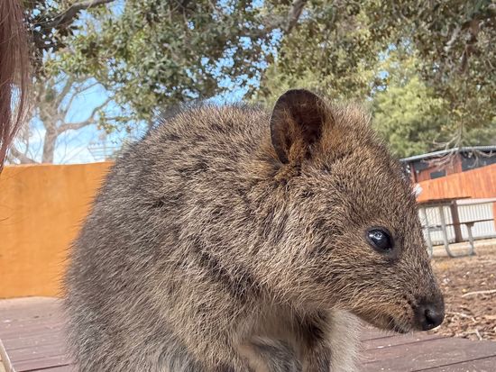 へっぽこ、ロットネスカノコ へっぽこ、ロットネスカノコ Vlog] Trip to Rottnest Island to
