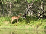 蝦夷鹿（バンビー）