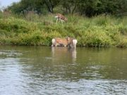 沐浴中の蝦夷鹿