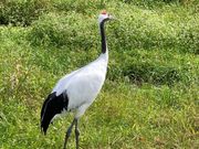 丹頂鶴自然公園